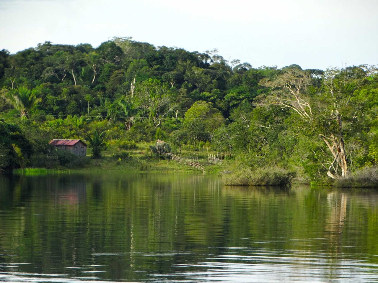 The Powerhouse of Biodiversity: Exploring the Amazon Rainforest